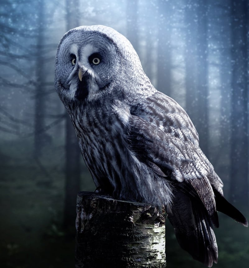 Silent Mysteries